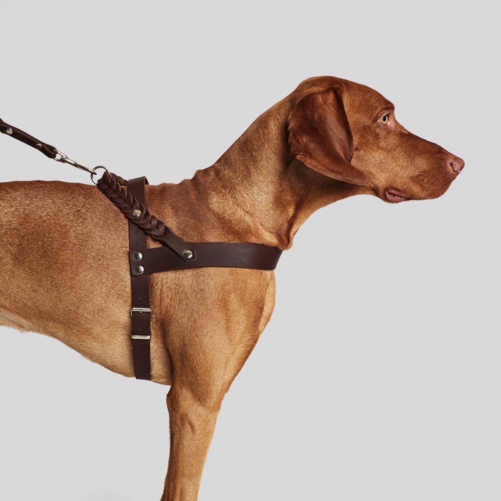 Dog harnesses are a great way to walk with your dog