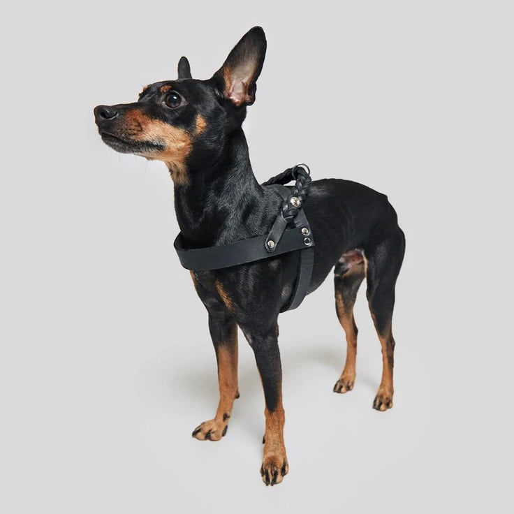 Our website features the best quality doggy accessories. Here is a miniature pinscher wearing one.