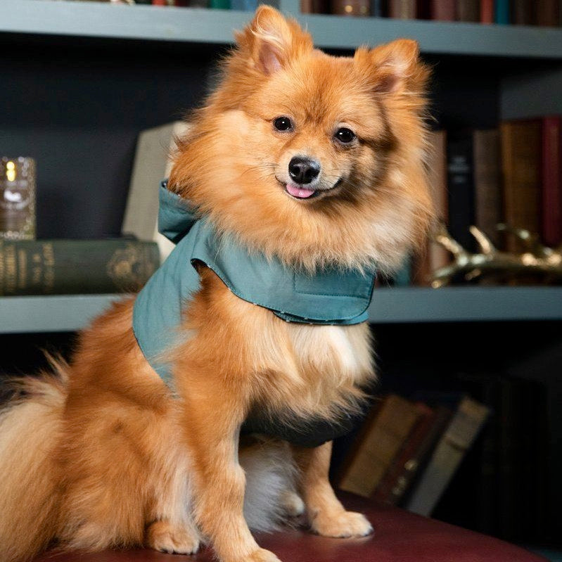 Essential Guide To The Best Pomeranian Collar and Harnesses