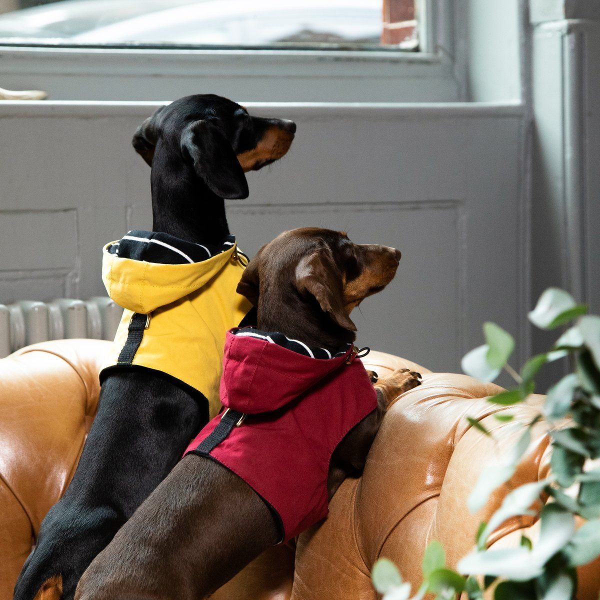 This collection has the perfect accessories for the busy city dog