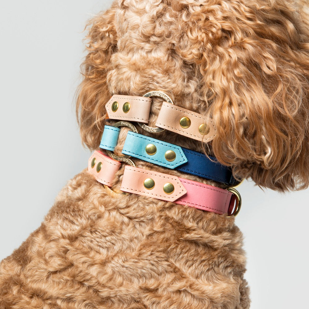 Springer spaniels look gorgeous in these dog collars