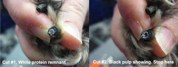 What to Watch Out For When Clipping Your Dog's Nails – DoggySquad