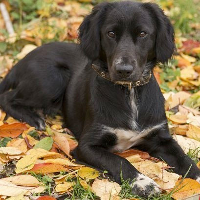 Labrador retriever and springer spaniel are the parent breeds of this mixed breed dog