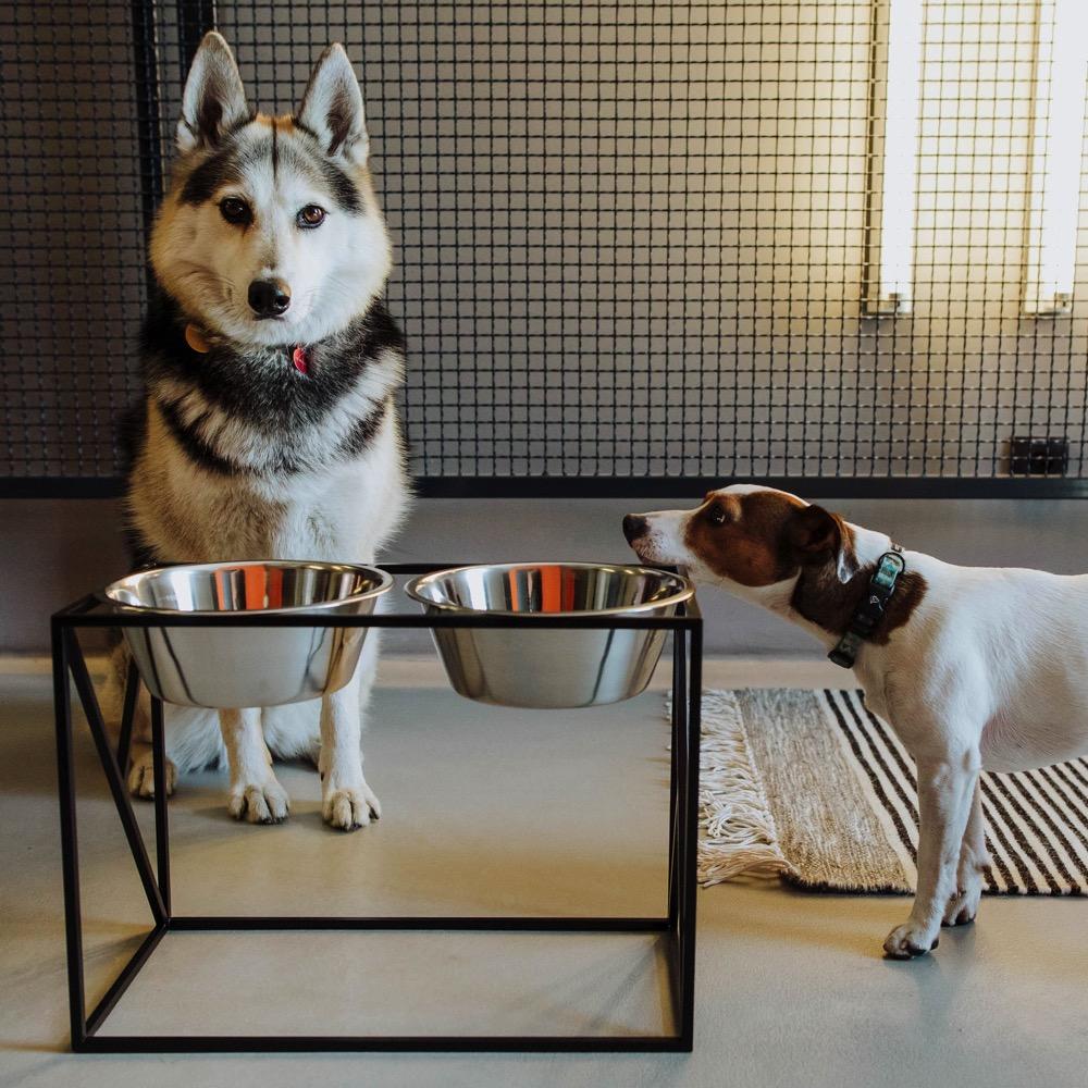 These dog bowls are perfect for use with your kennel club dog