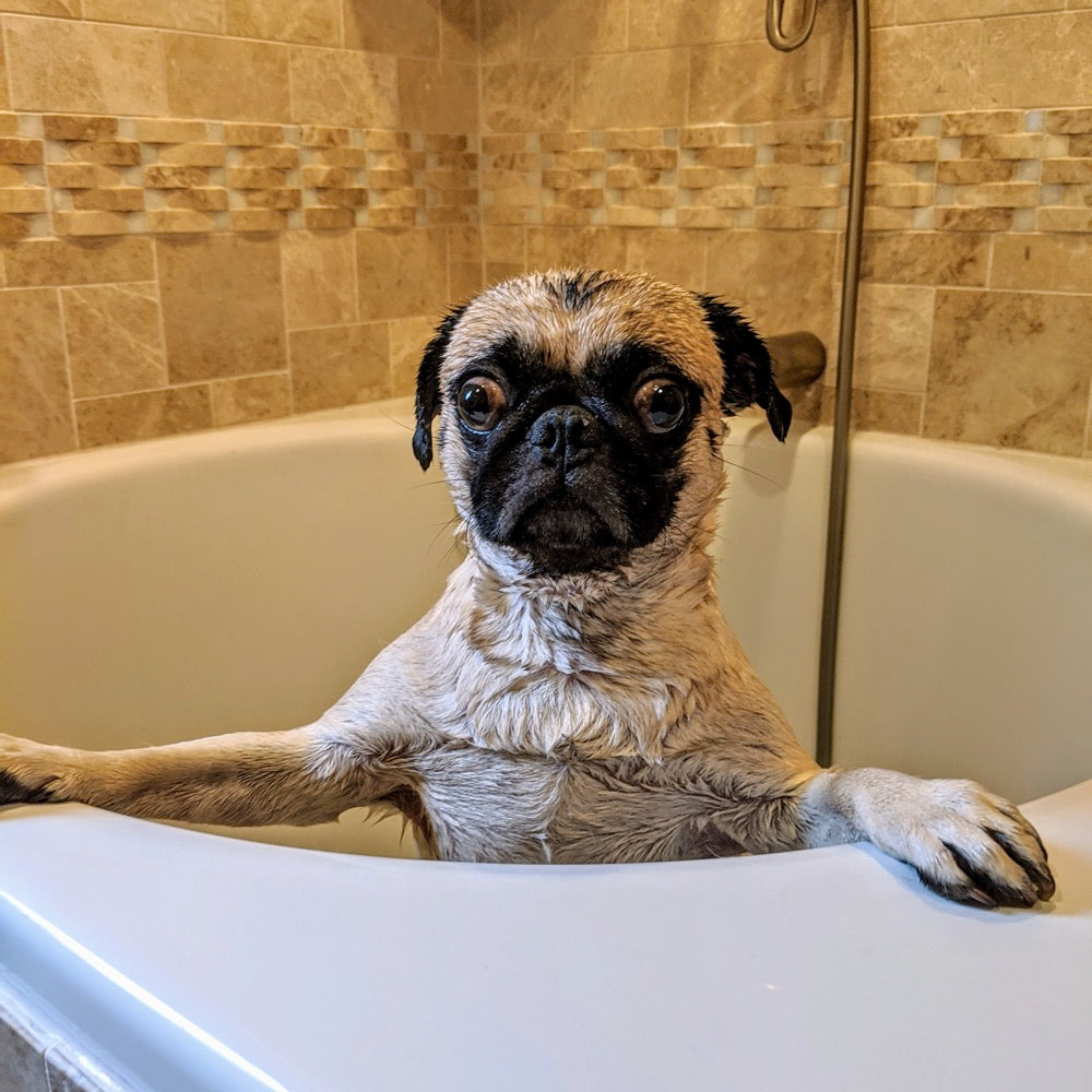 Pug taking a bath