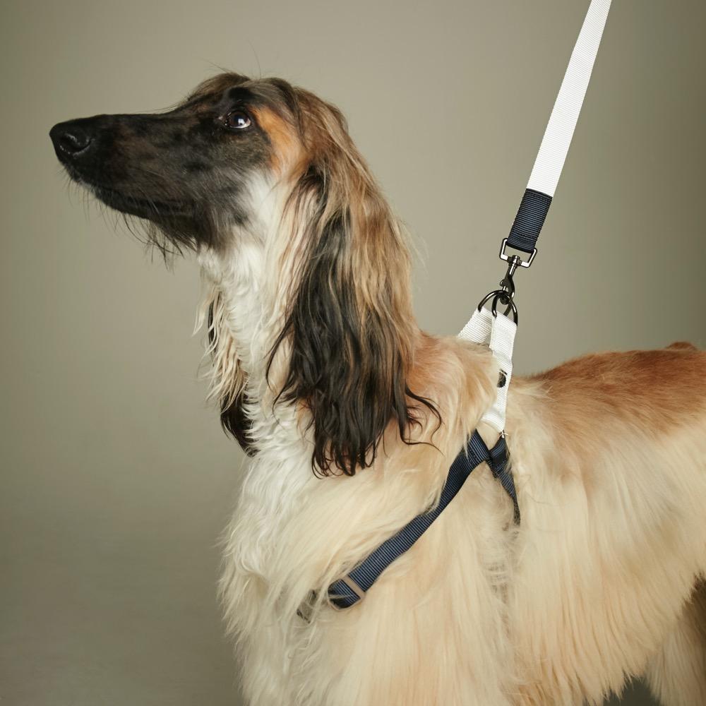 The perfect harness for any breed, though dog collars can be substituted too!