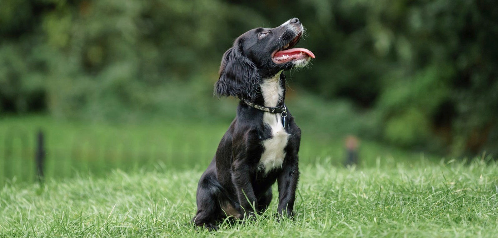 Springador dog in the park