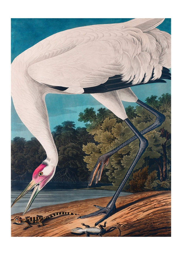 Antique Vintage Whooping Crane Canvas