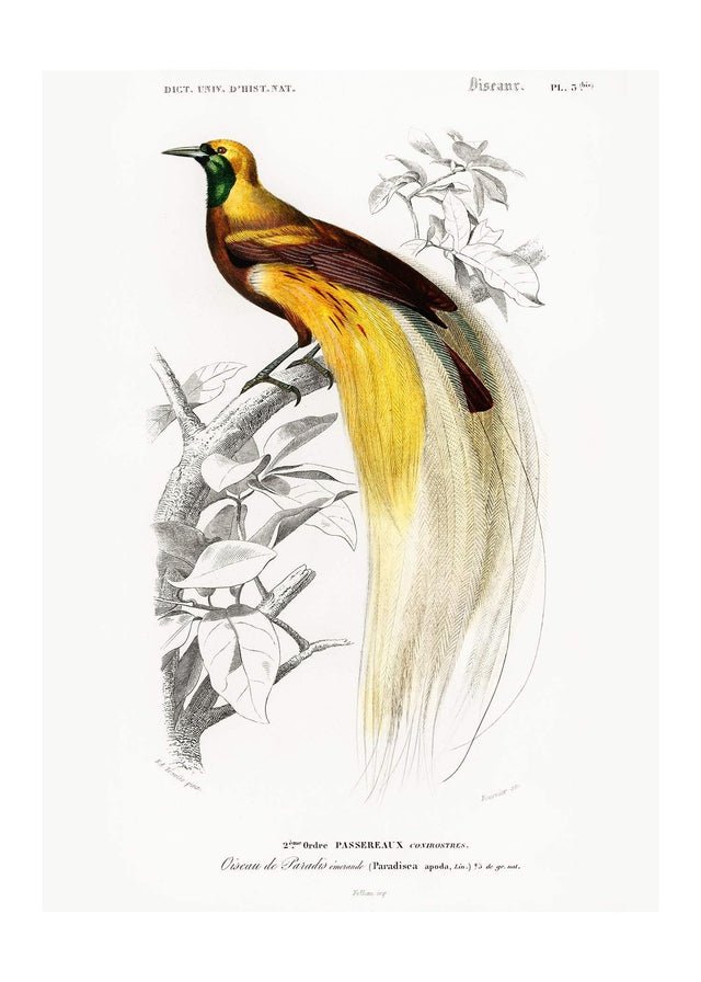 Bird - indian ink Art Print by since1832