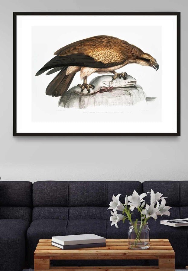 Fish Hawk Vintage Antique Bird Print – InkAndDrop