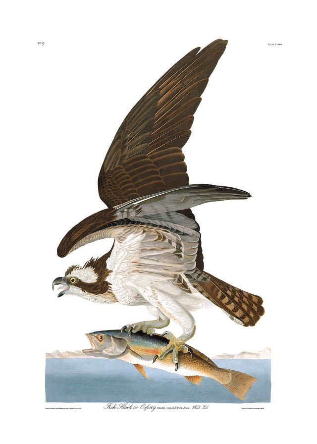 Fish hawk lithograph 1897 Our beautiful pictures are available as Framed  Prints, Photos, Wall Art and Photo Gifts