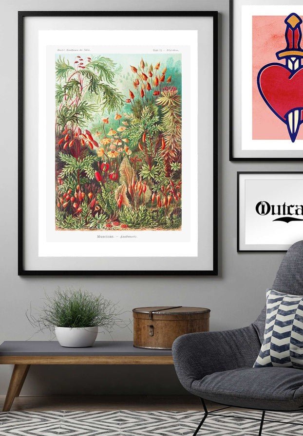 Actinia Sea Anemones Vintage Print – InkAndDrop