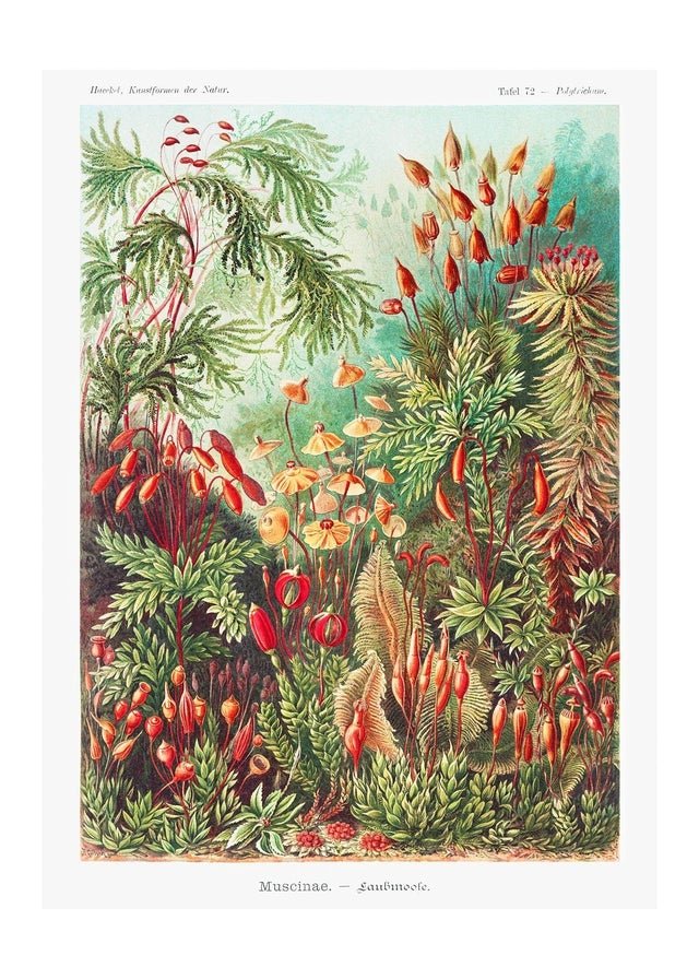 Anemones Sea Print – Vintage InkAndDrop Actinia