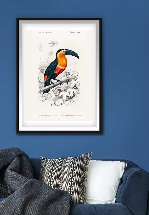 Fish Hawk Vintage Antique Bird Print – InkAndDrop