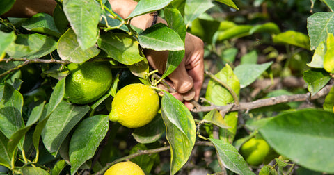 Lemons and Limes from Murcia 