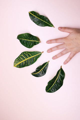 A hand on a light pink background, with green leaves above each fingertip, for Ivy Leaf Skincare