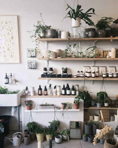 Wall of shelves loaded with plants and skincare bottles, for Ivy Leaf Skincare