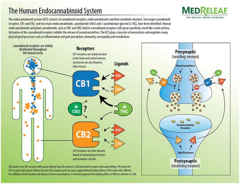 Hoodie Goodies, Virginia, Maryland, DMV, Washington D.C, Cannabusiness, Chad Parks, Endocannabinoid System, ECS, CB1 Receptor, CB2 Receptor, Research Gate 