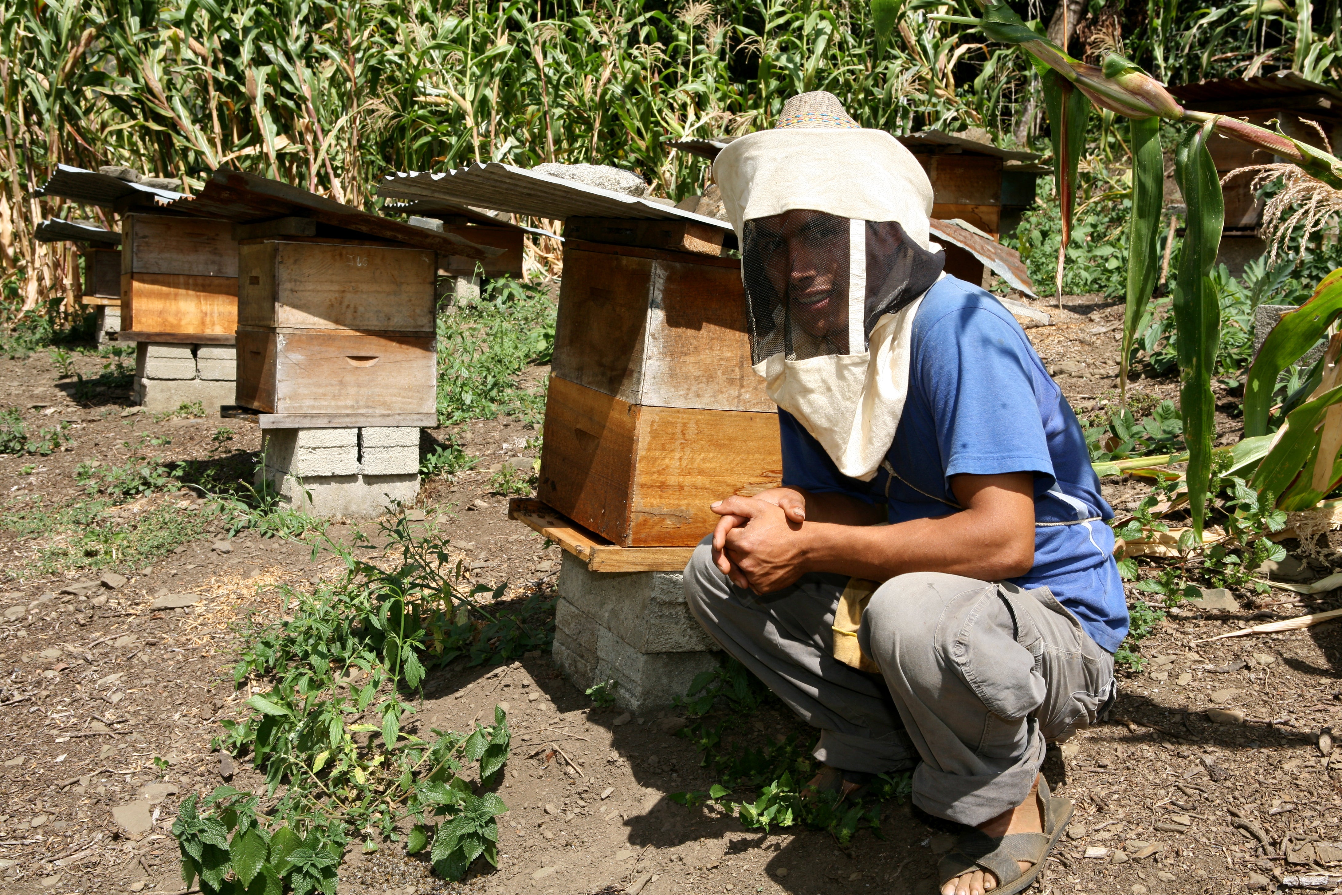 Organic coffee farmer in Nicaragua sits next to bee boxes for pollinating coffee crop