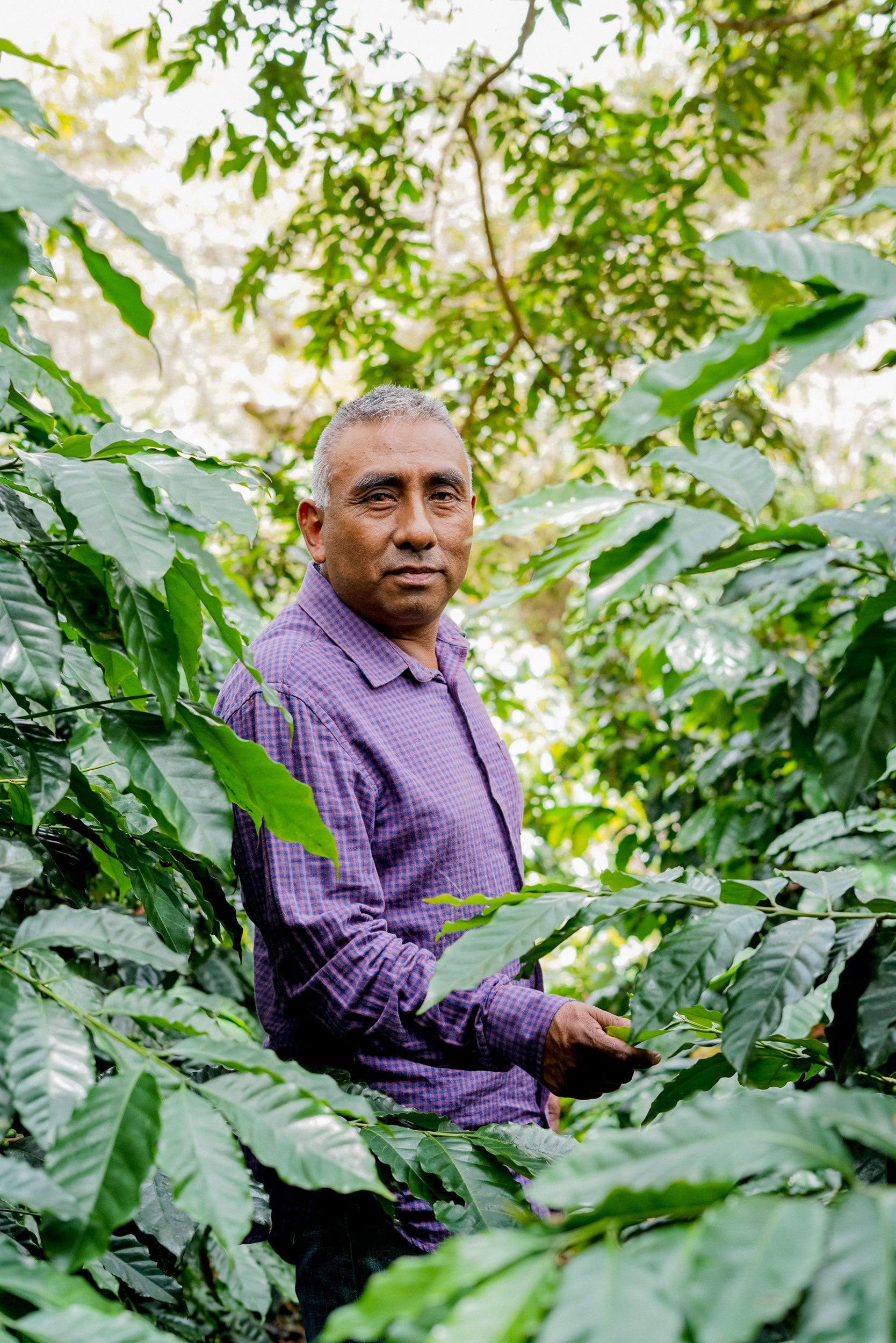 small scale coffee farmer in Mexico