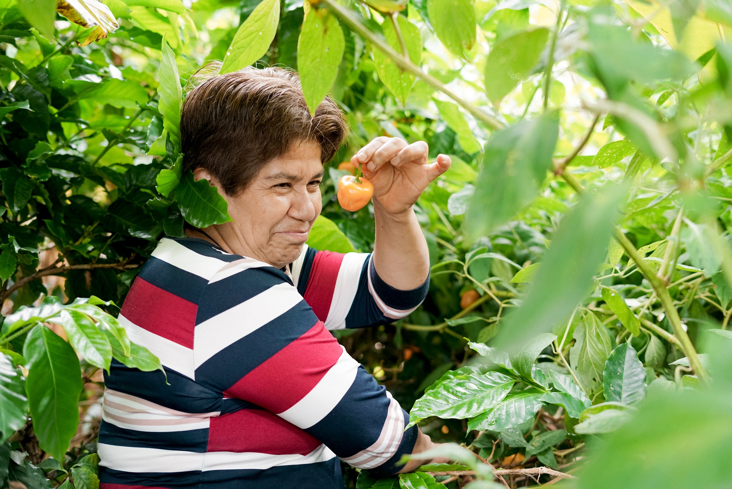 coffee farmers diversify income with organic farming