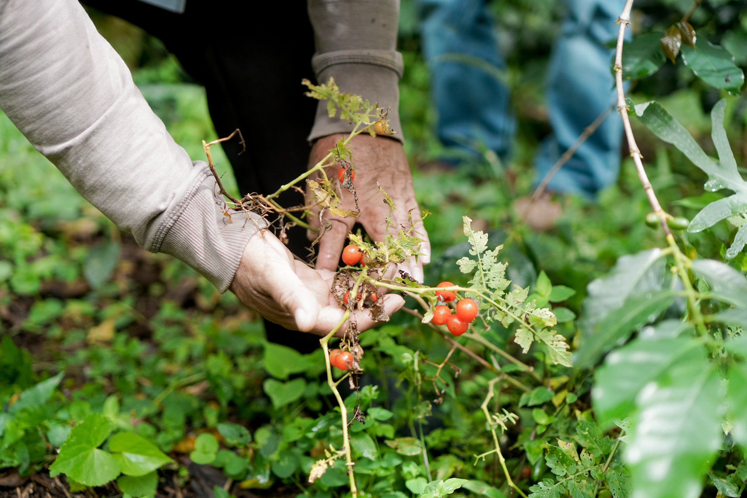 biodiversity in coffee regions