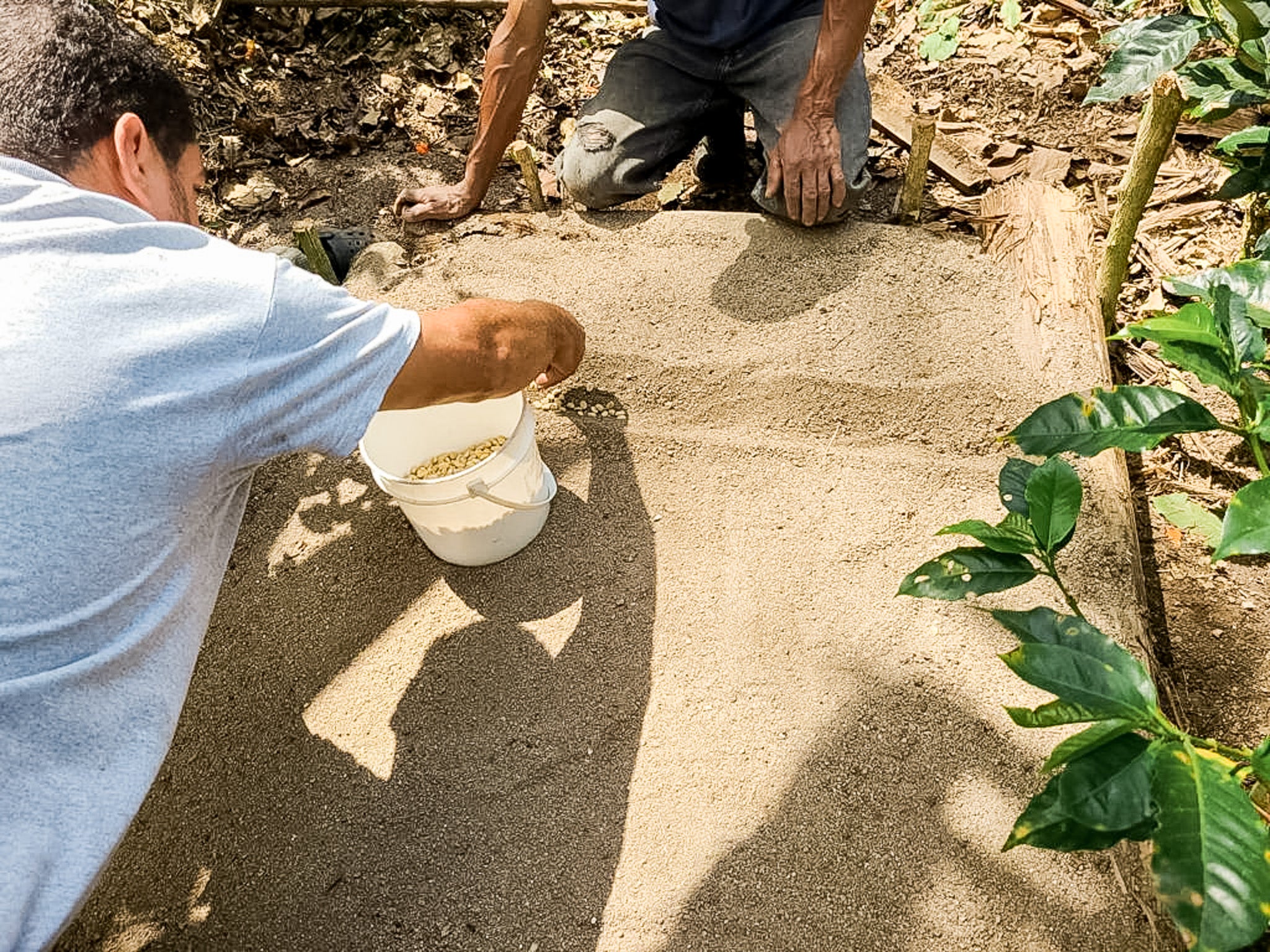 planting coffee seedlings