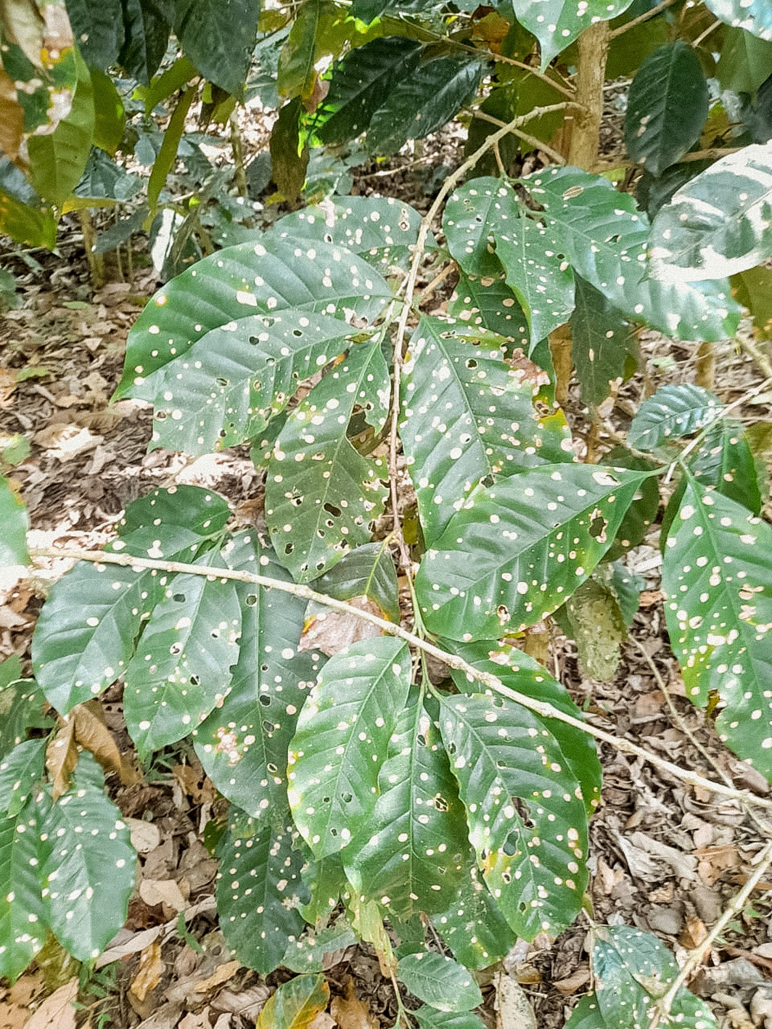 ojo de gallo coffee plant disease nicaragua