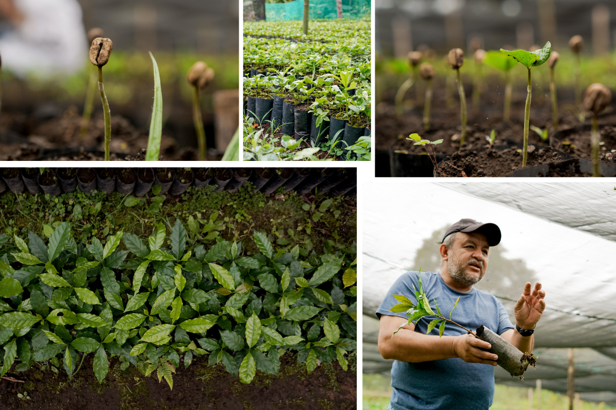 Coffee tree nursery 