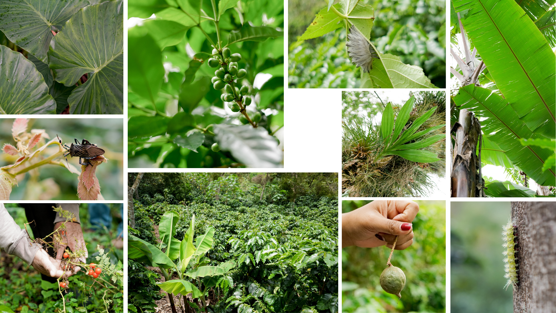 Organic Coffee, Shade Grown Coffee, Biodiversity on Coffee farms