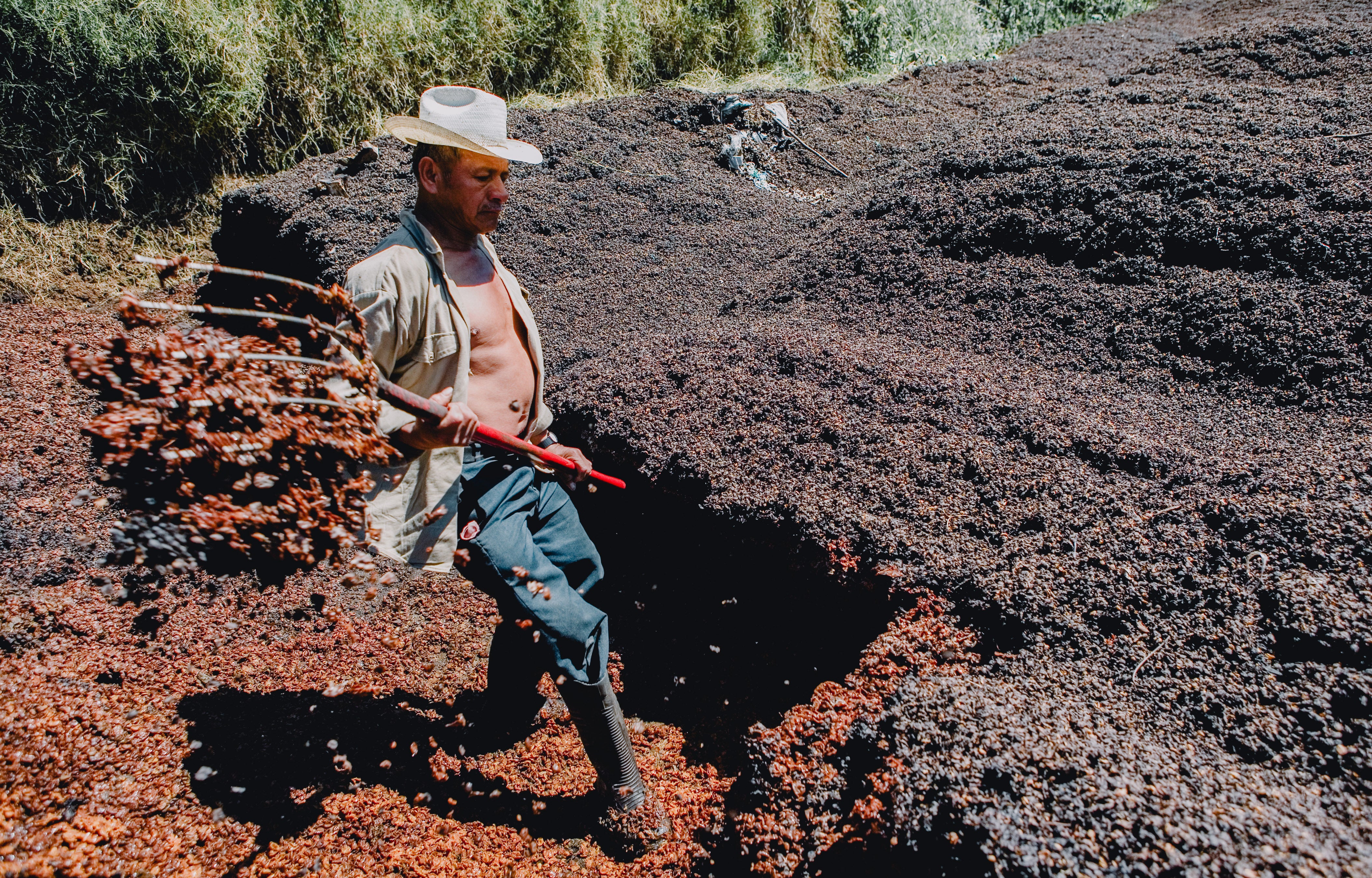 Regenerative coffee farmer in Mexico shovels coffee husk to create natural fertilizer for field