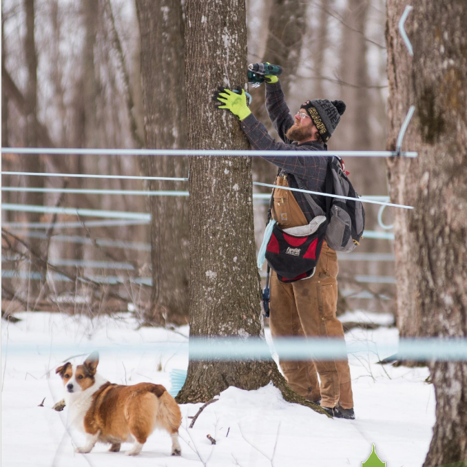 Maple Producer Taps tree in the winter with his corgi dog by side