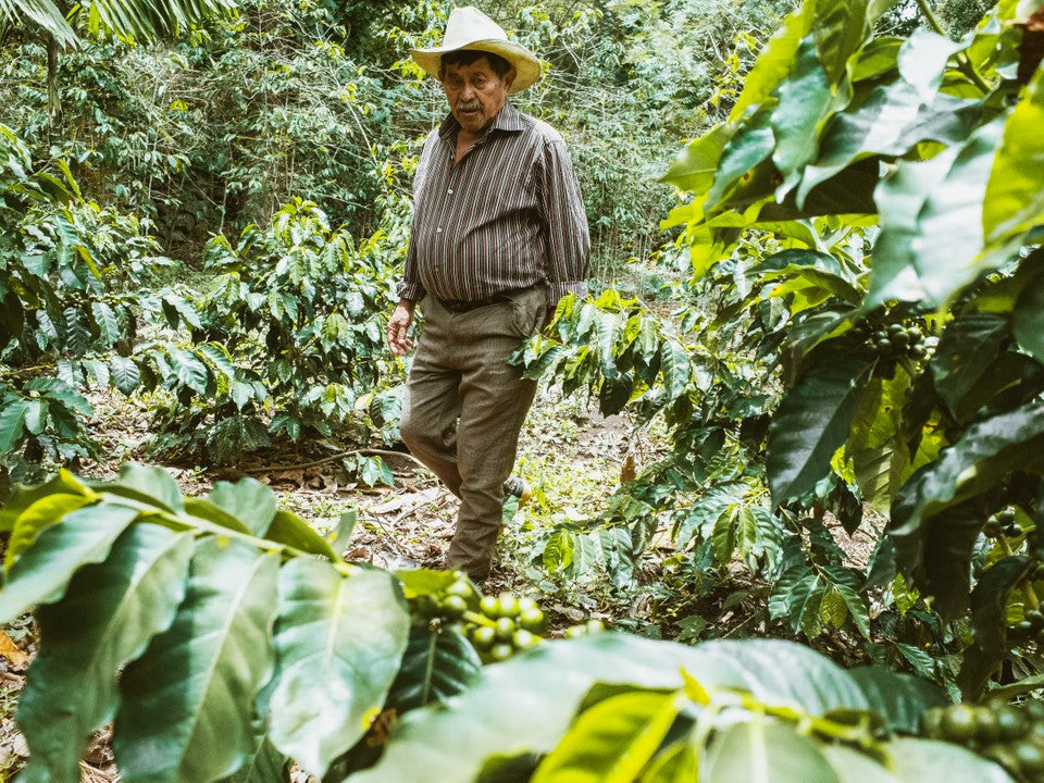 Guatemala Coffee Farmer