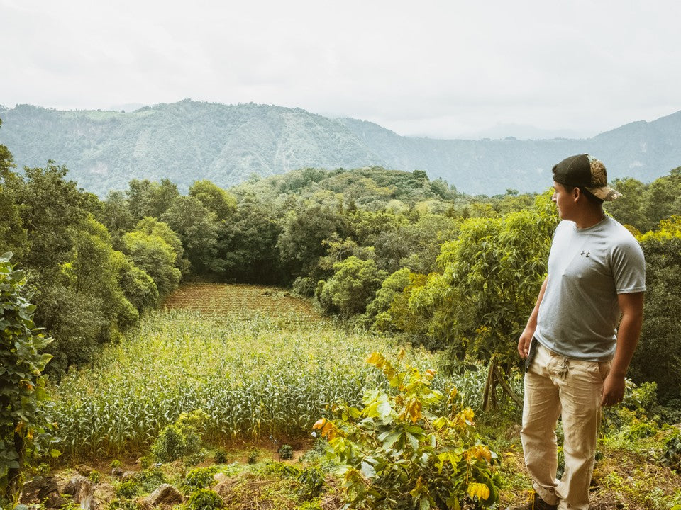 Coffee fields in Guatemala