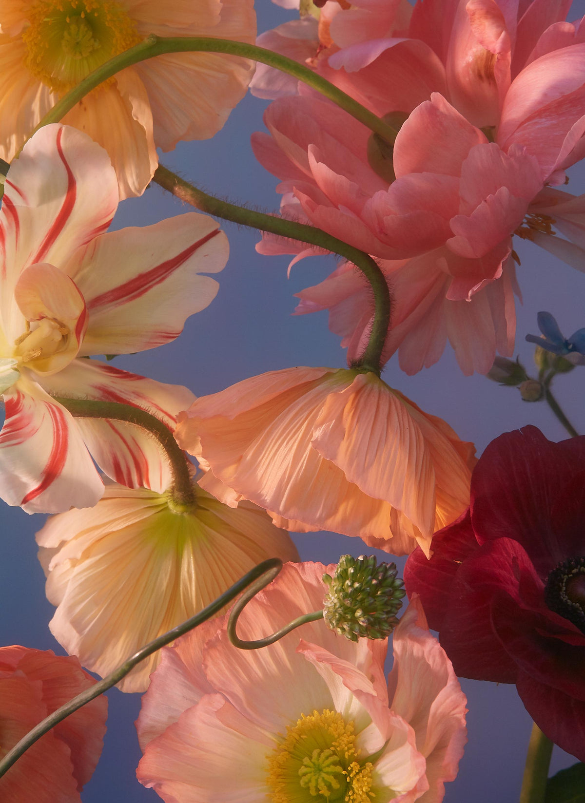 close up of flowers