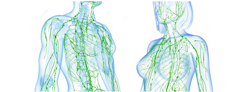 lymphatic-system