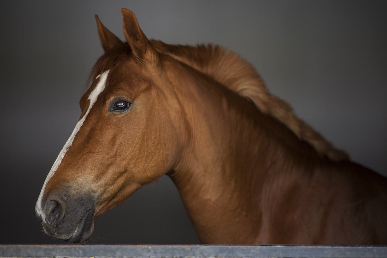 Quelle Couleur Pour Mon Cheval Alezan Ohlala Sellerie