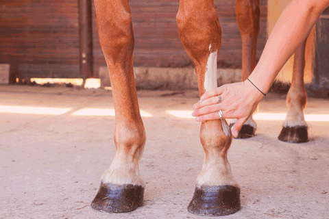 Membres d'un cheval antérieurs, application d'argile marine