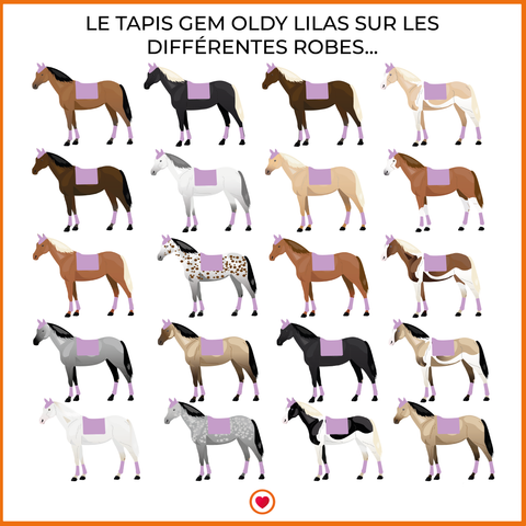 tapis oldy lilas sur diverses robes de chevaux