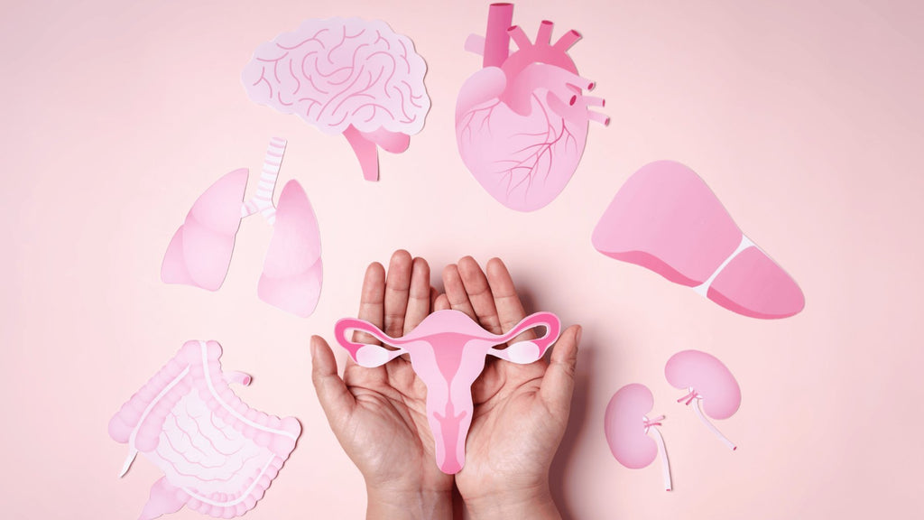 Hand holding paper cutout of the female reproductive system, and surrouding surface is covered with paper cutouts of the lungs, heart, digestive system, brain, liver, and more. Concept of female hormones, female body, PCOS, PCOD.