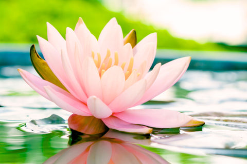 Lotus flower in pond