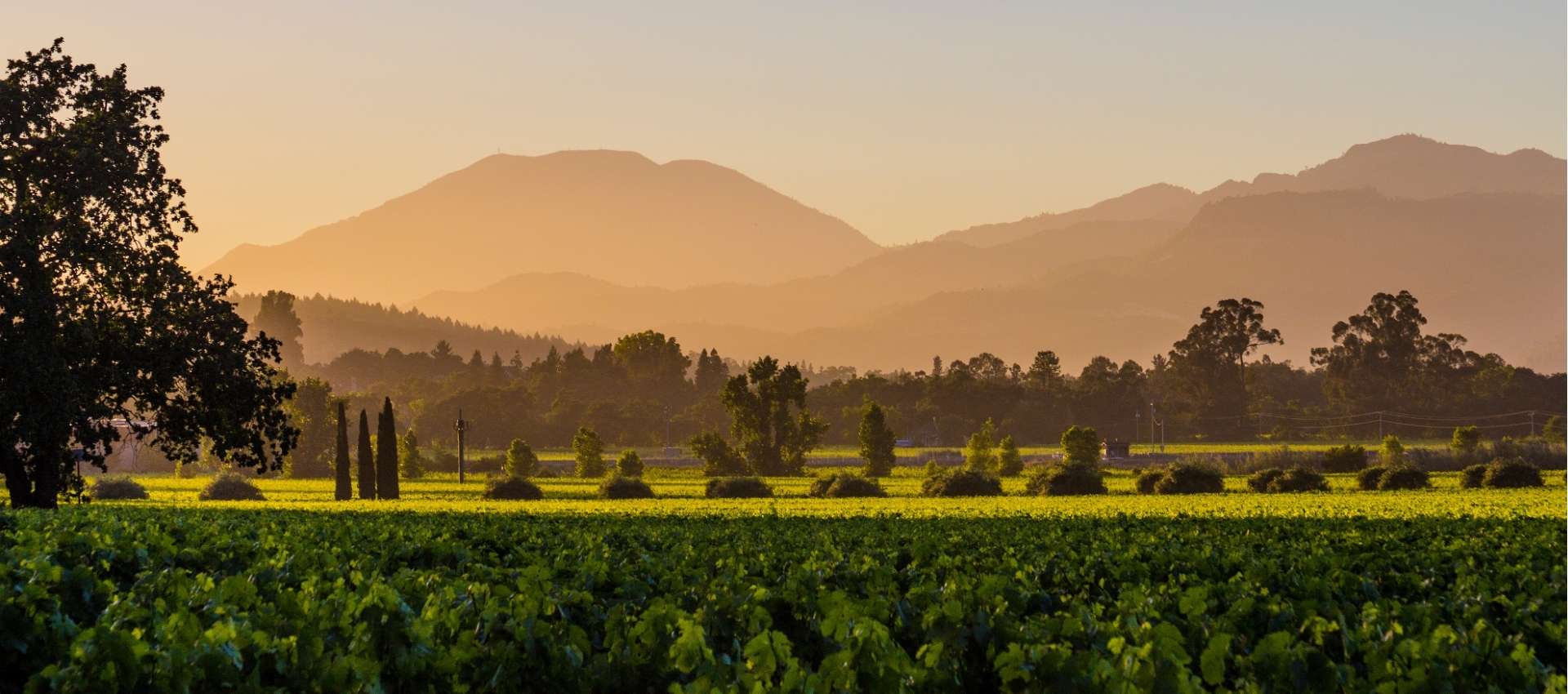 Explore Things to Do in Napa Valley, California | BuDhaGirl