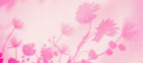 Shadows of Flowers on Pink Wall | BuDhaGirl