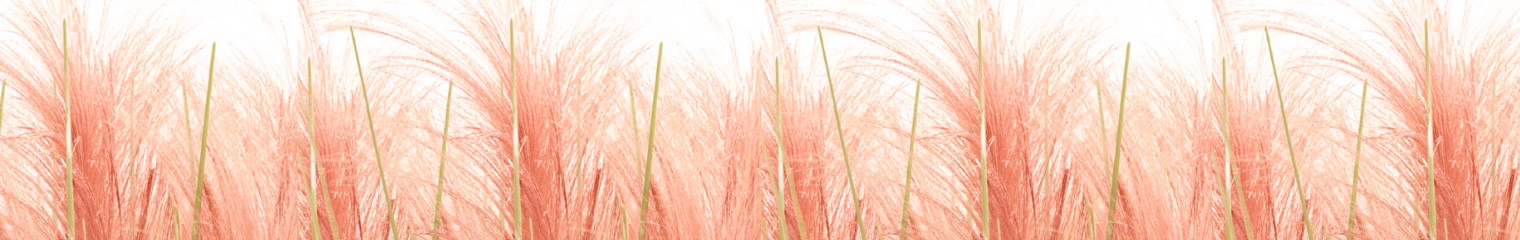 Thai Tea Collection Banner | BuDhaGirl
