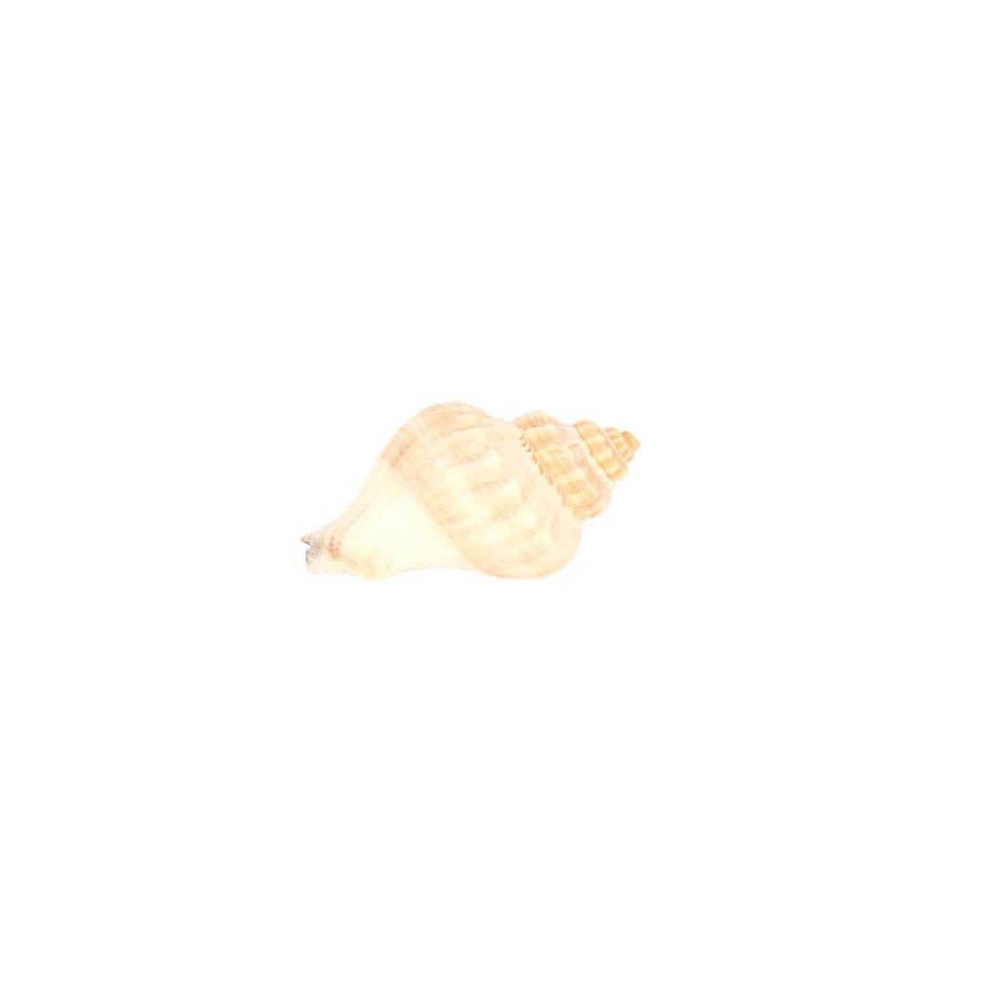 BuDhaGirl Altar - Sea Shell | BuDhaGirl