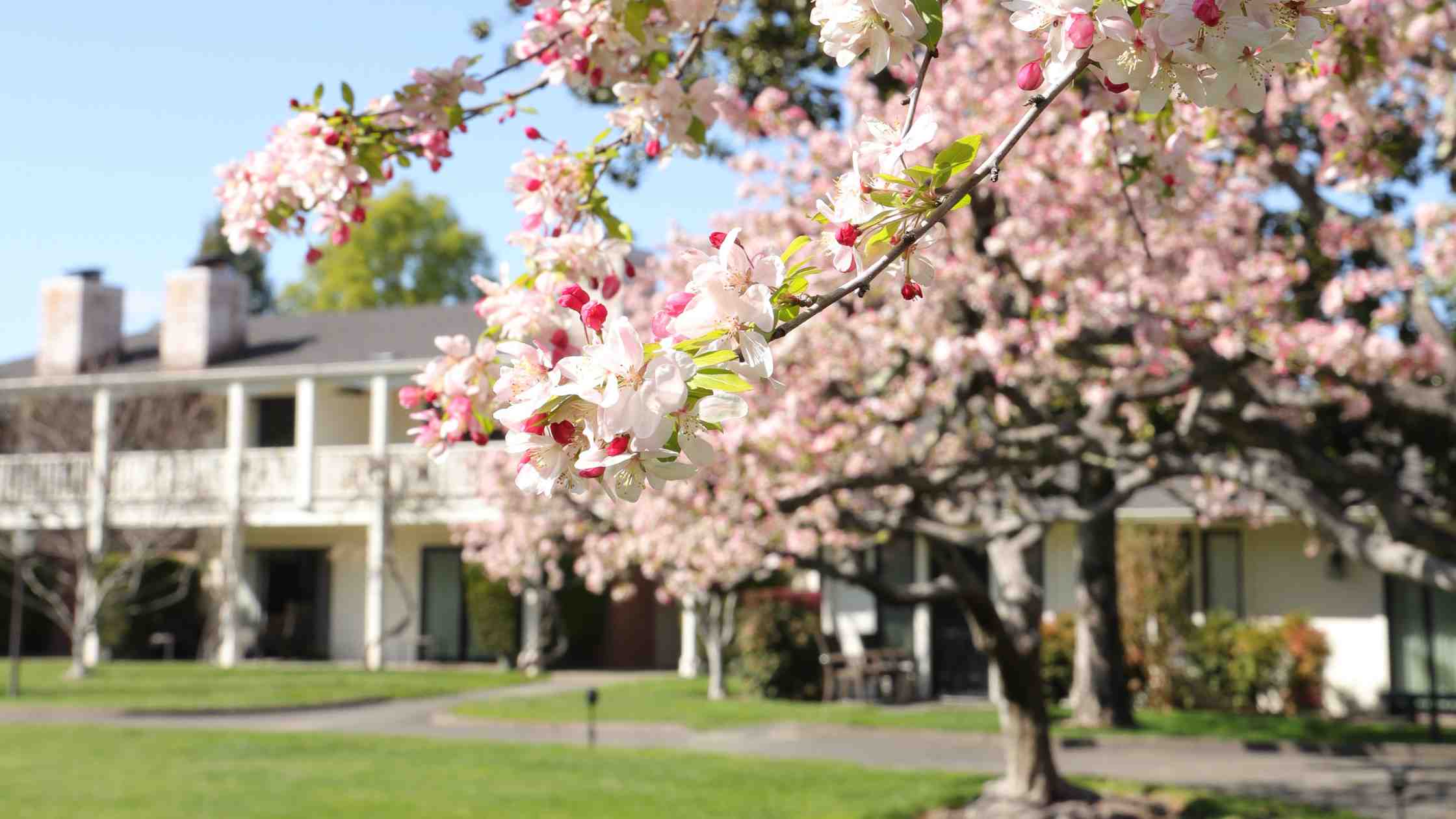 Napa Cherry Blossoms | Bangles and Bracelets | Spring Collection by BuDhaGirl