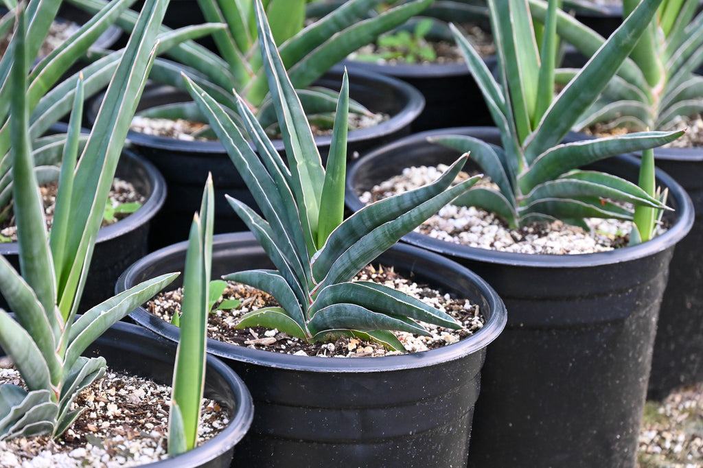 how to care for succulents in spring