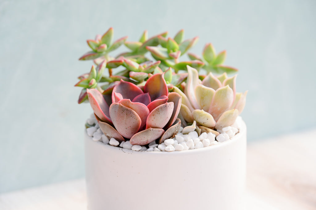 succulent pots