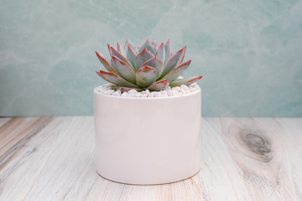 corporate succulent gifts 