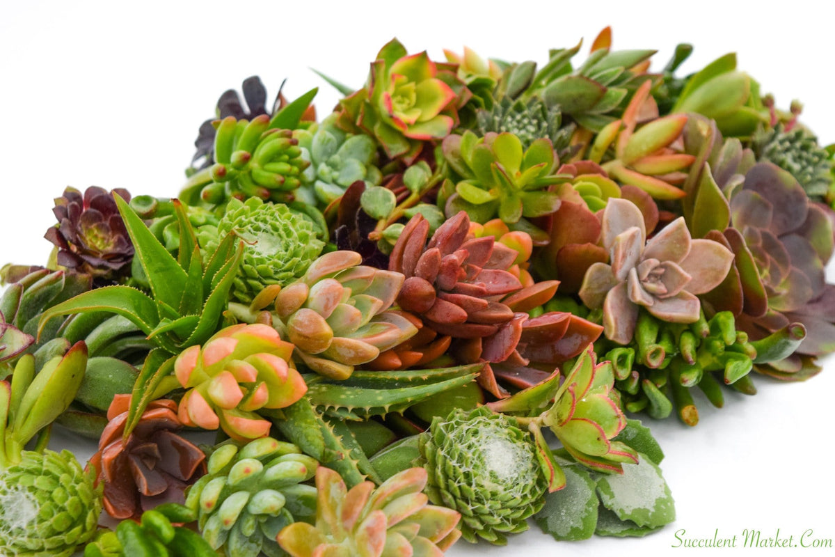 Assorted Succulent Cuttings 50 Pack | Shop Succulents Online ...
